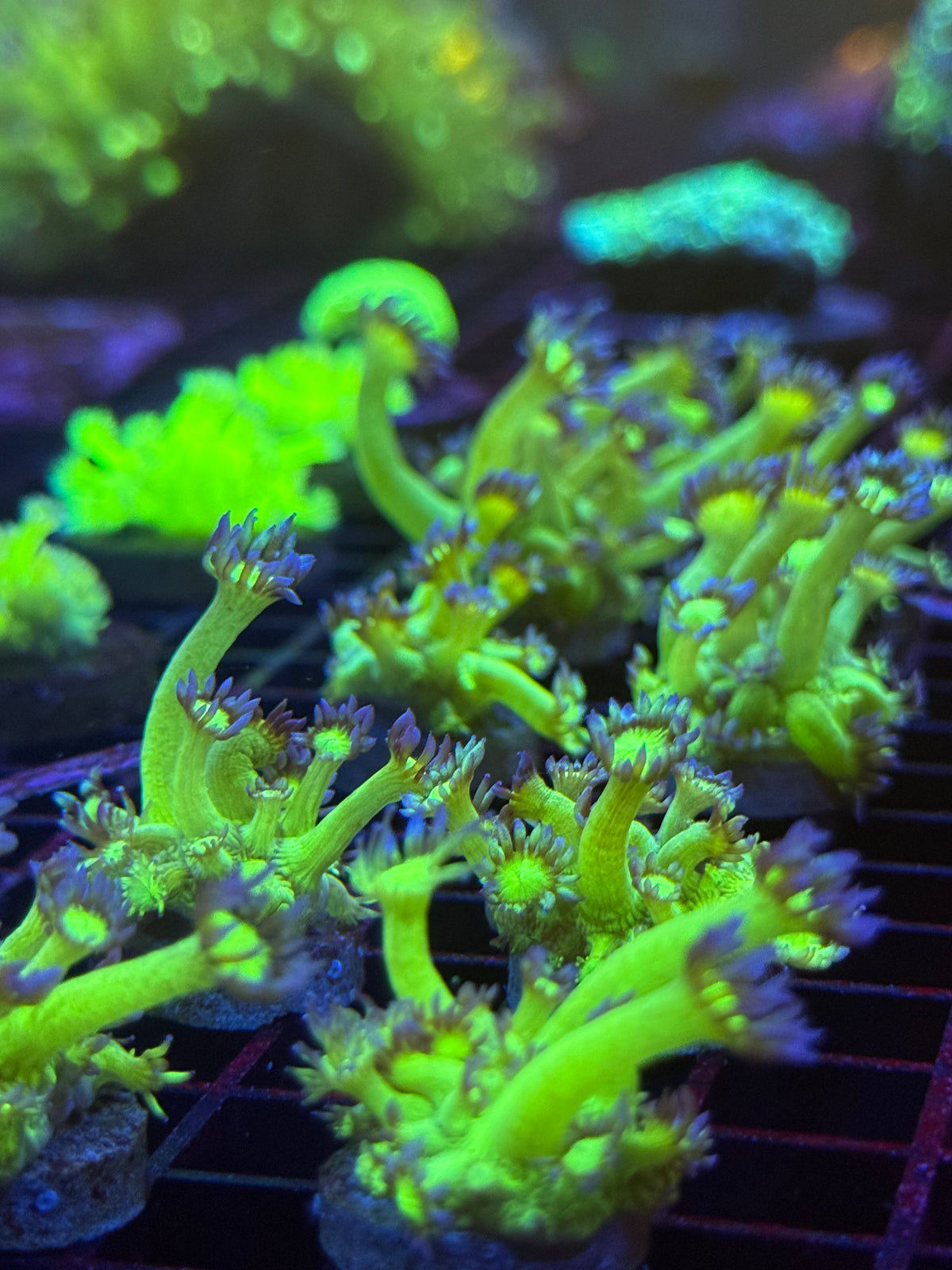 Eggplant Goniopora Frag