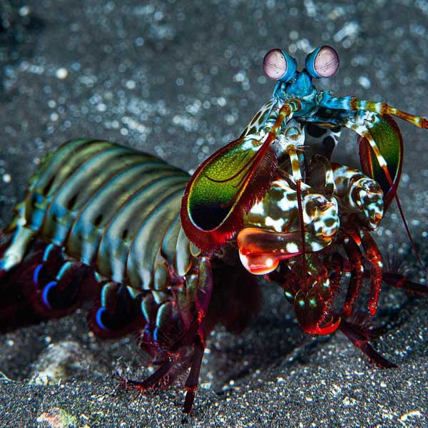 Peacock Mantis Shrimp