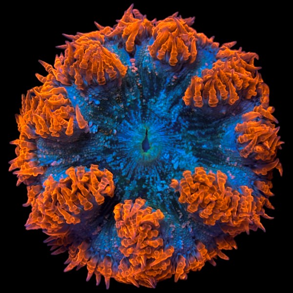 Rock Flower Anemone (Red/Blue)