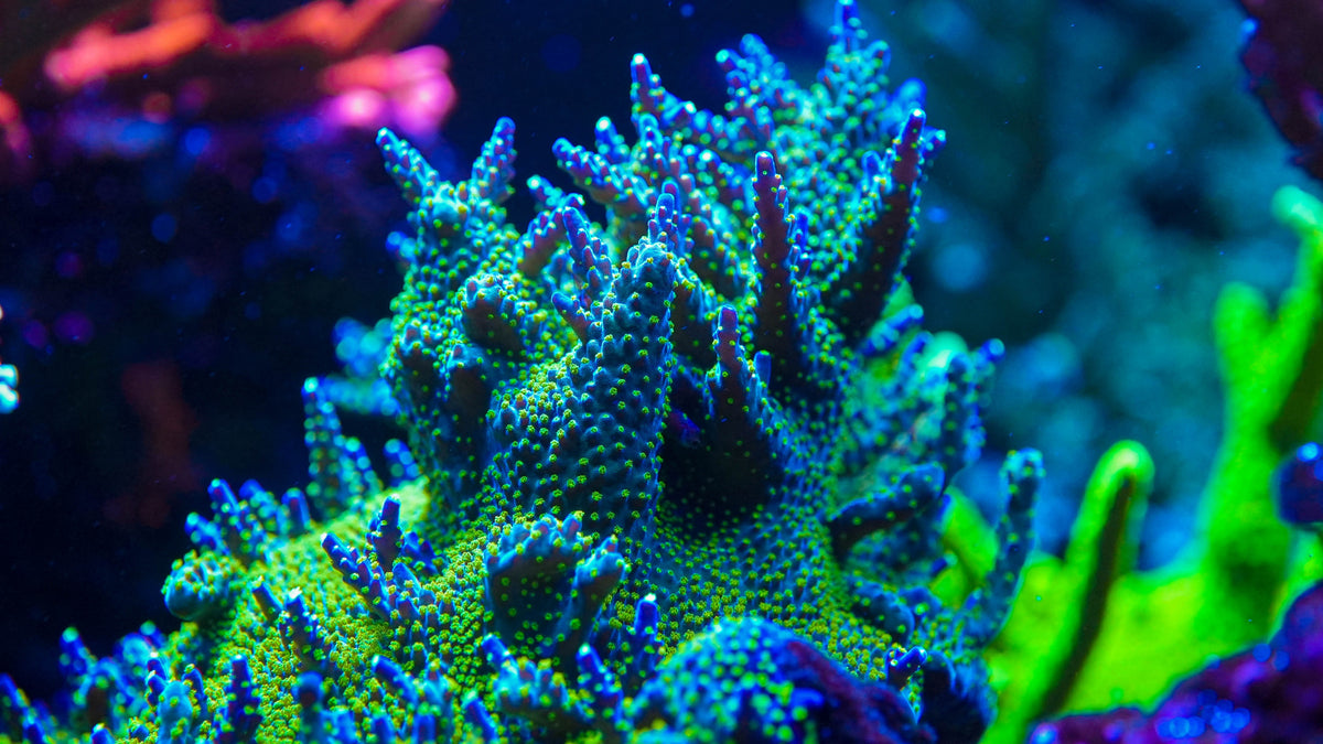 CUT-TO-ORDER Acropora Valida 'Bonsai'
