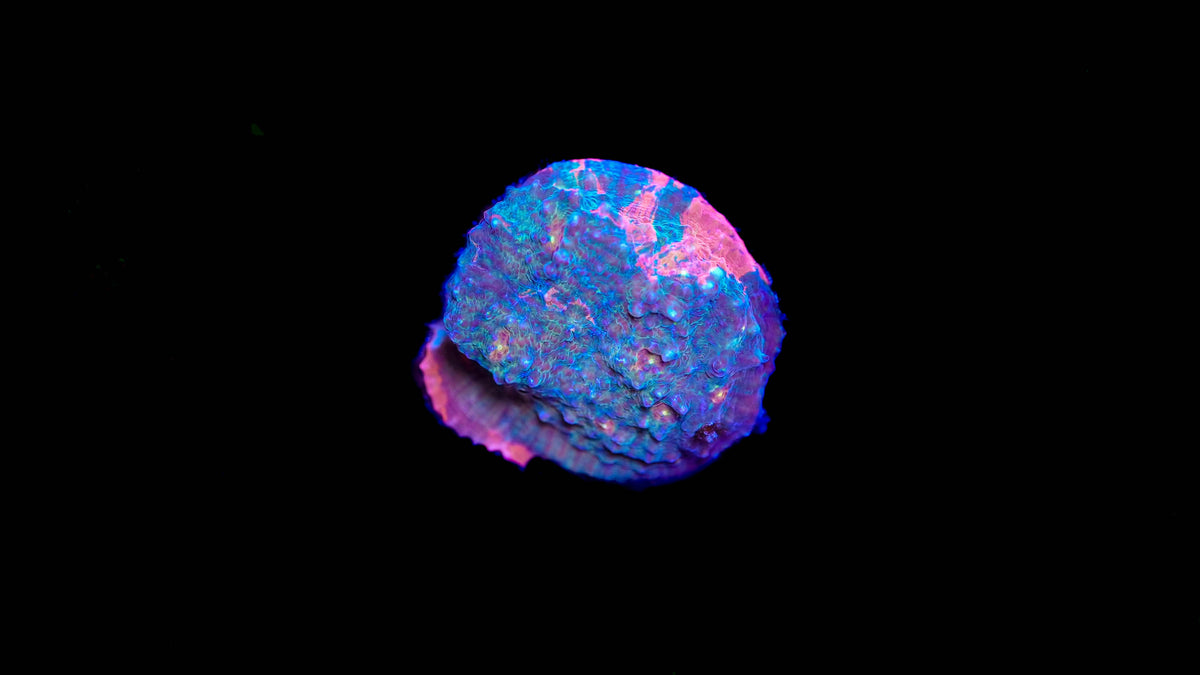 Wysiwyg Chalice Coral 16
