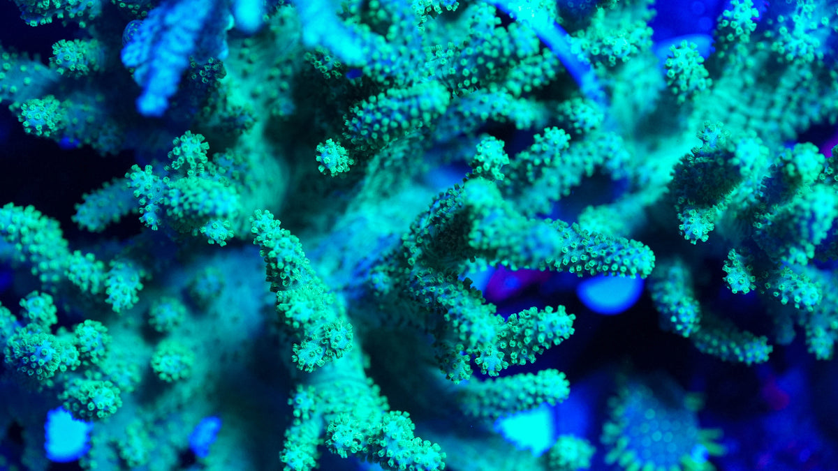 Leather Frag