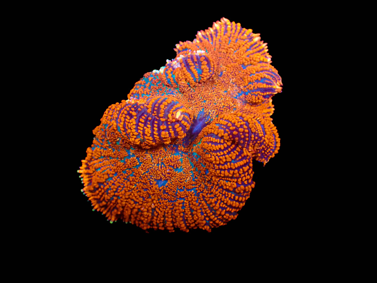 Large Orange Rhodactis Mushroom
