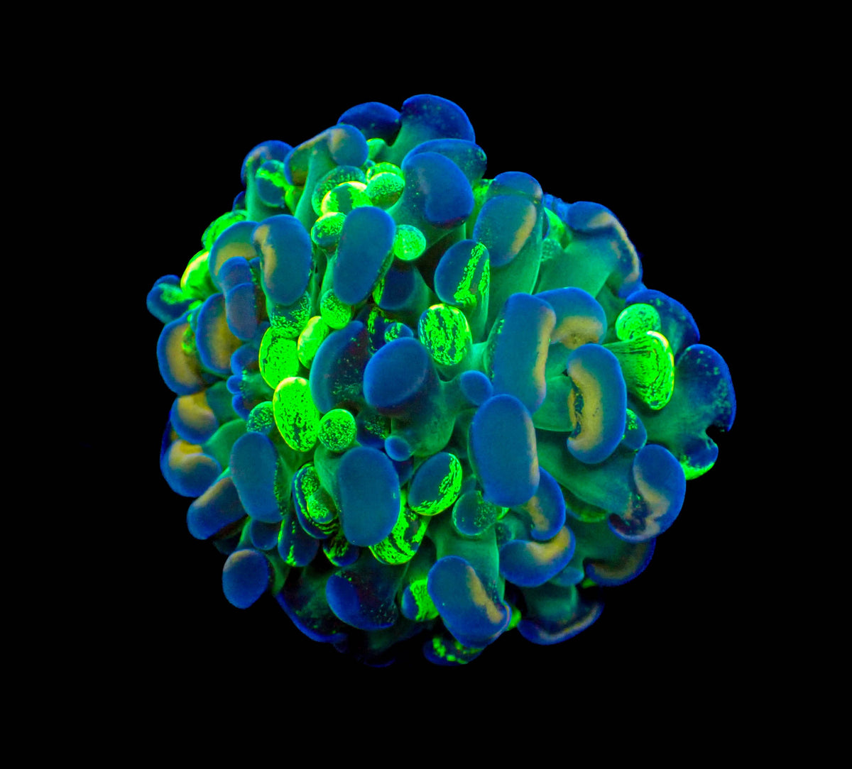 Ultra Gold Stem Splatter Hammer Frag