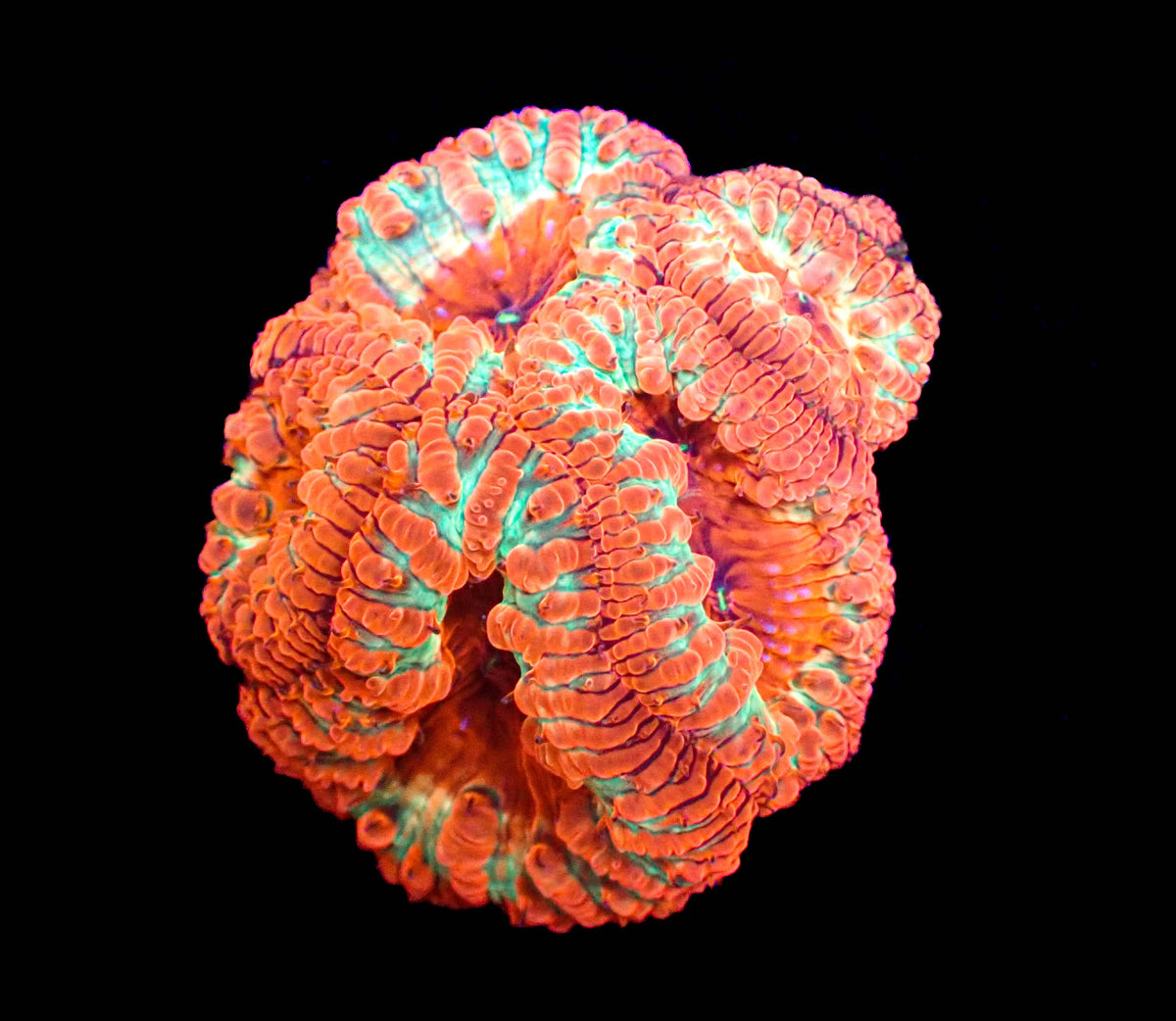 WYSIWYG Pink Lemonade Blastomussa