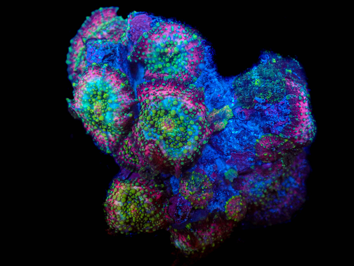 Discosoma Mushroom