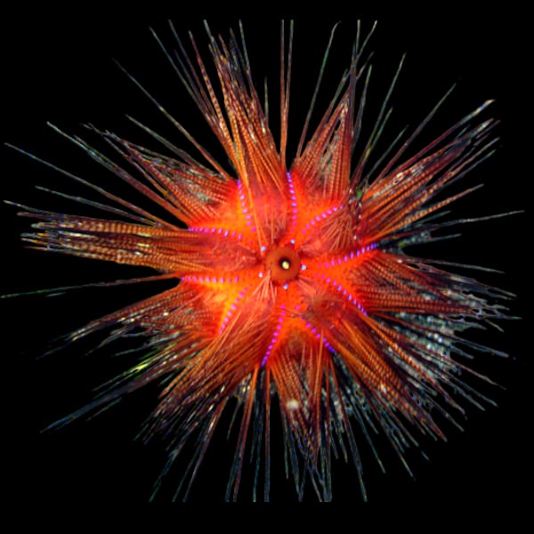 Radiant Urchin