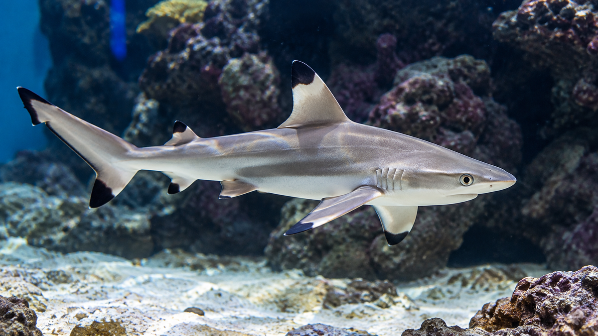 BLACKTIP SHARK