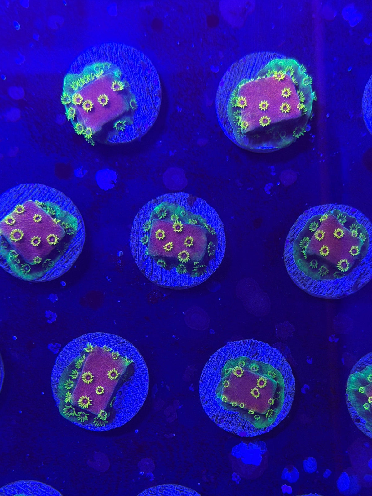 Firewalker Cyphastrea Frag