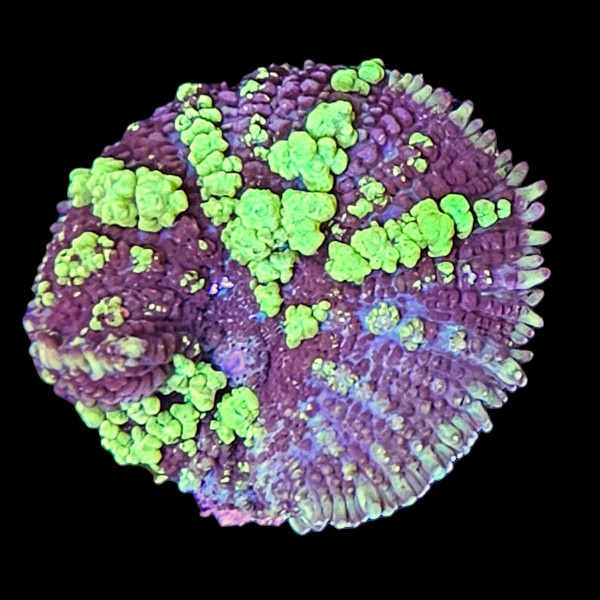 Uranium Bounce Mushroom