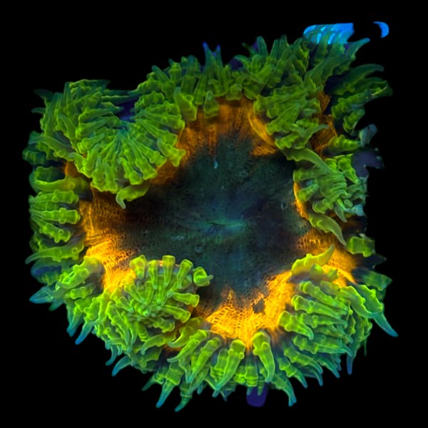 Rock Flower Anemone (Ultra Green/Yellow)
