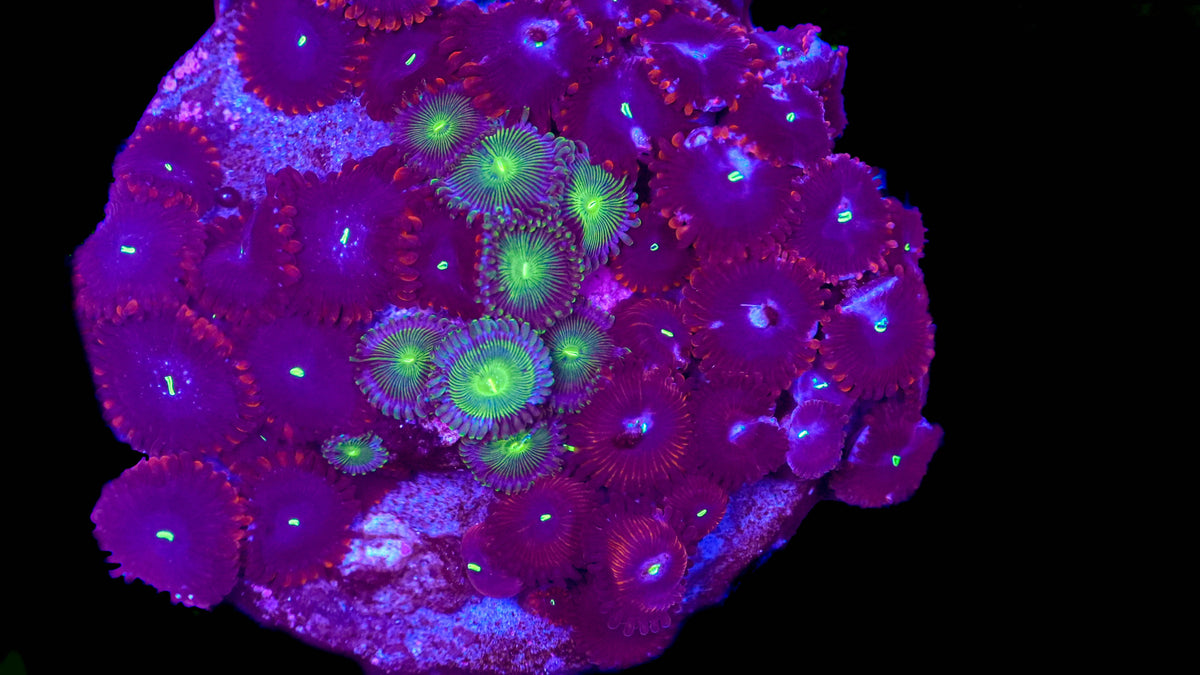 WYSIWYG Zoa Colony