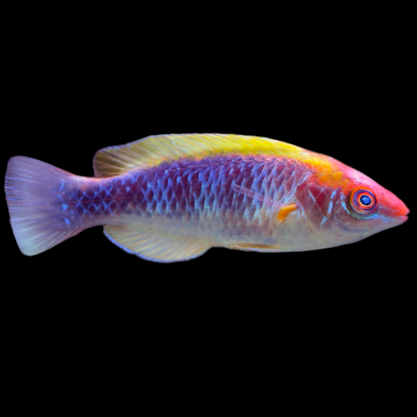 Lubbock's Fairy Wrasse