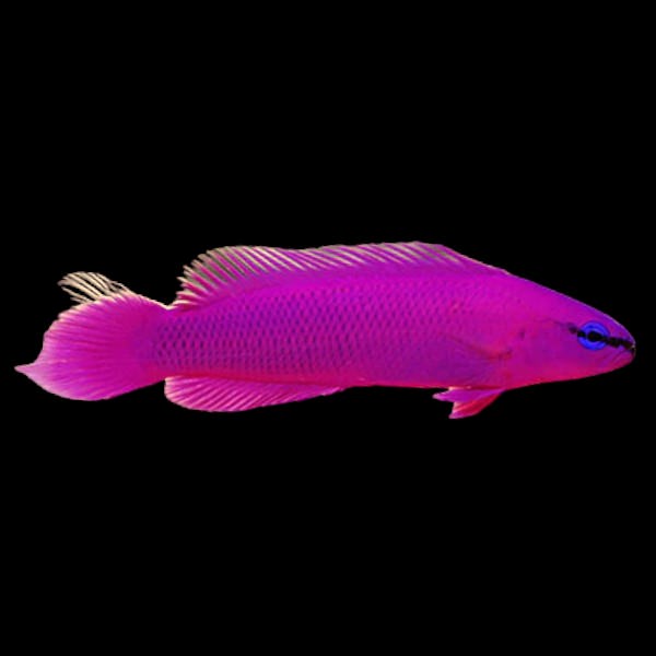 Purple Dottyback
