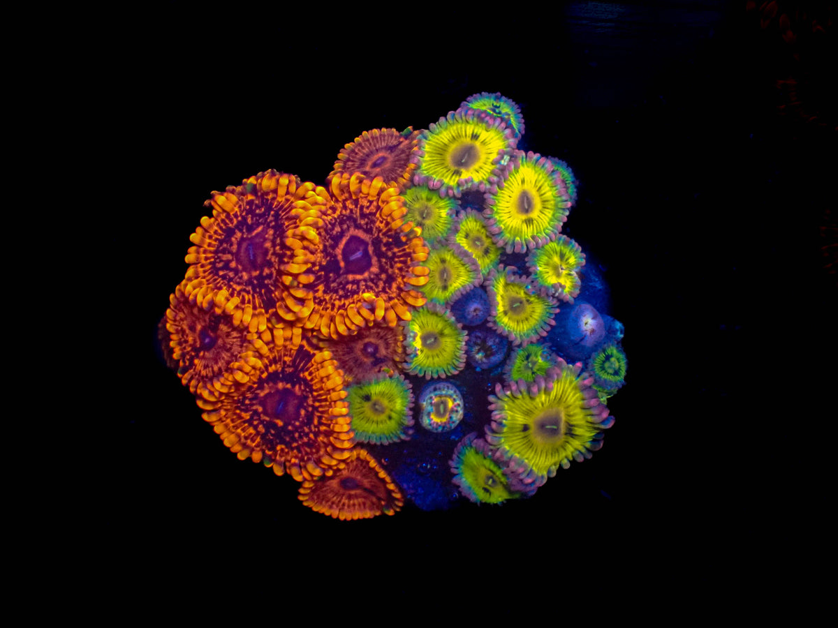 WYSIWYG Nightmare Zoanthid + Lemonhead Zoanthid Combo