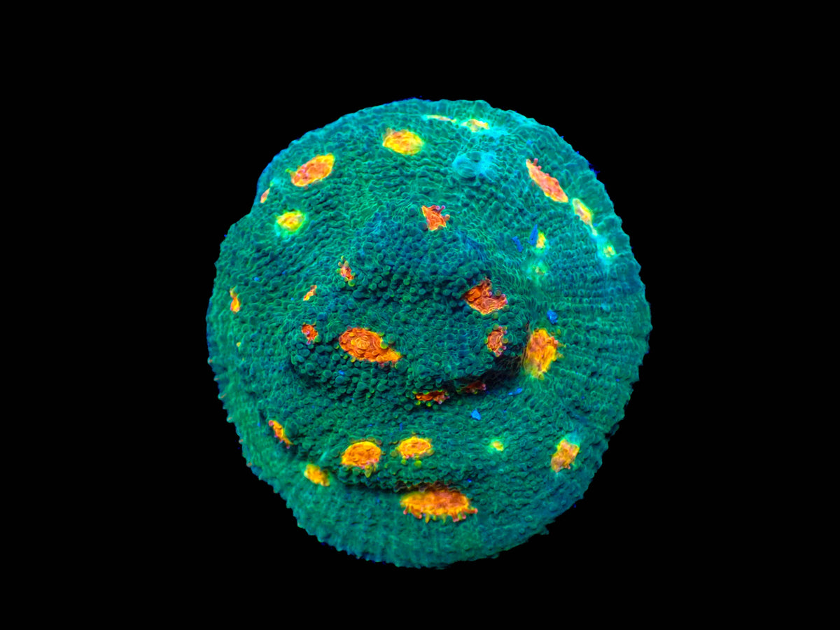Miami Hurricane Chalice Coral