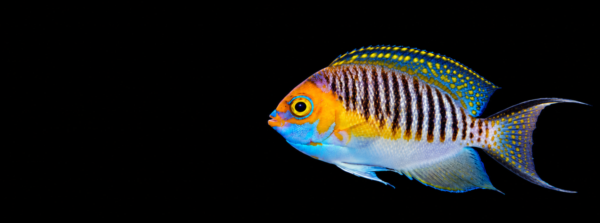 JAPANESE SWALLOWTAIL ANGLE FISH